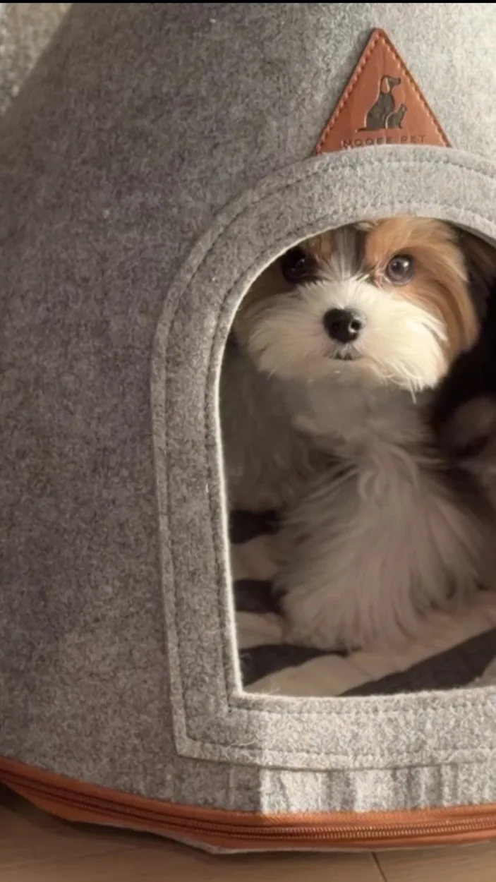 Benny enjoying his Nooee Pet tent