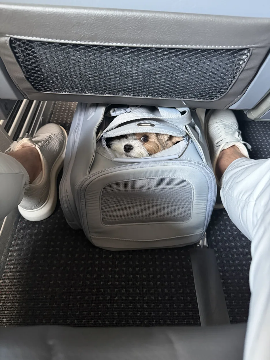 Benny resting in his airline travel carrier