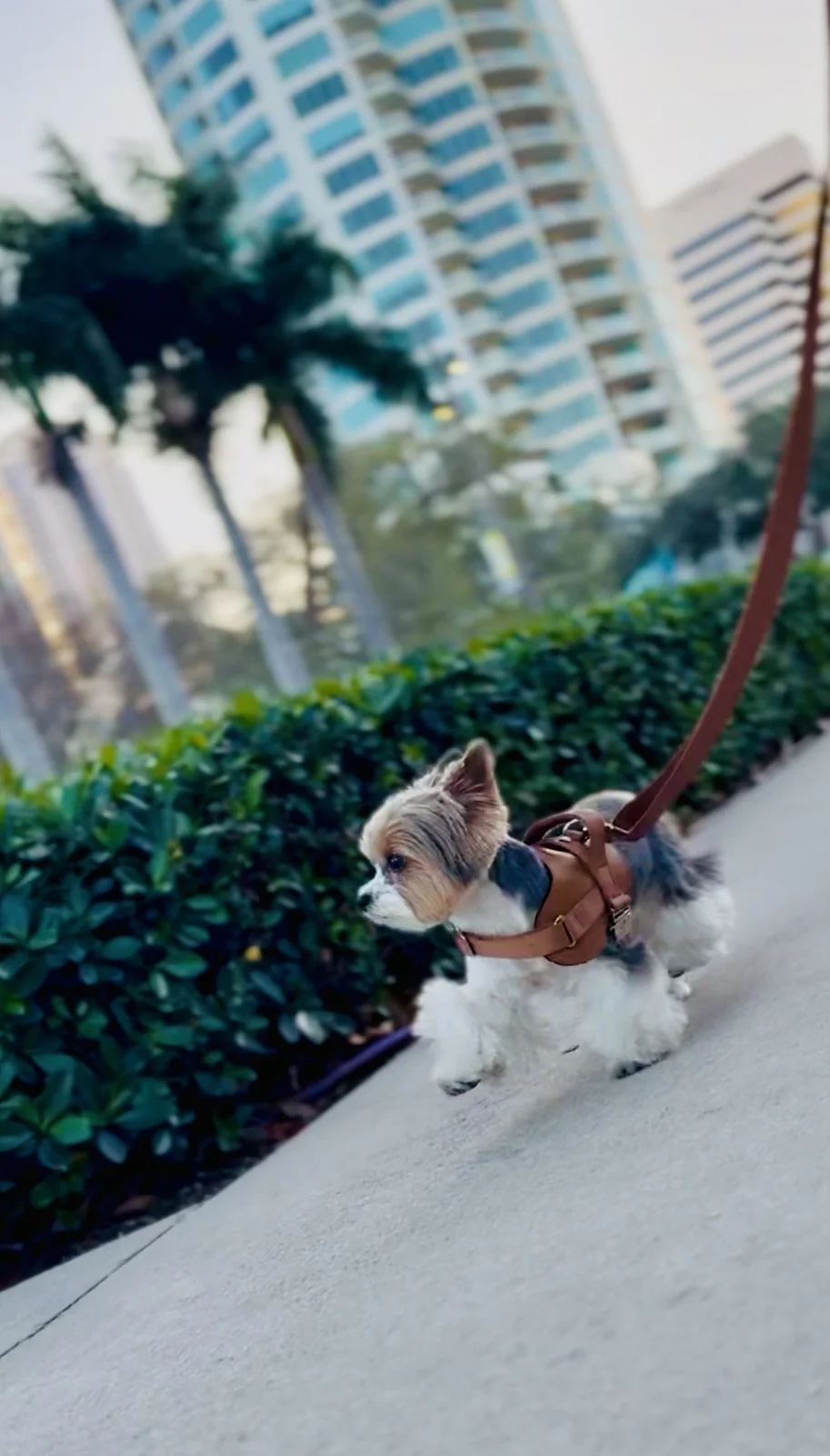 Benny exploring the city